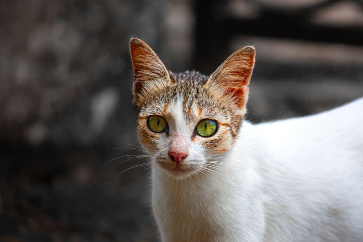 Katze miaut nicht – go4vet