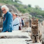 Mit der Katze in den Urlaub: ja oder nein?