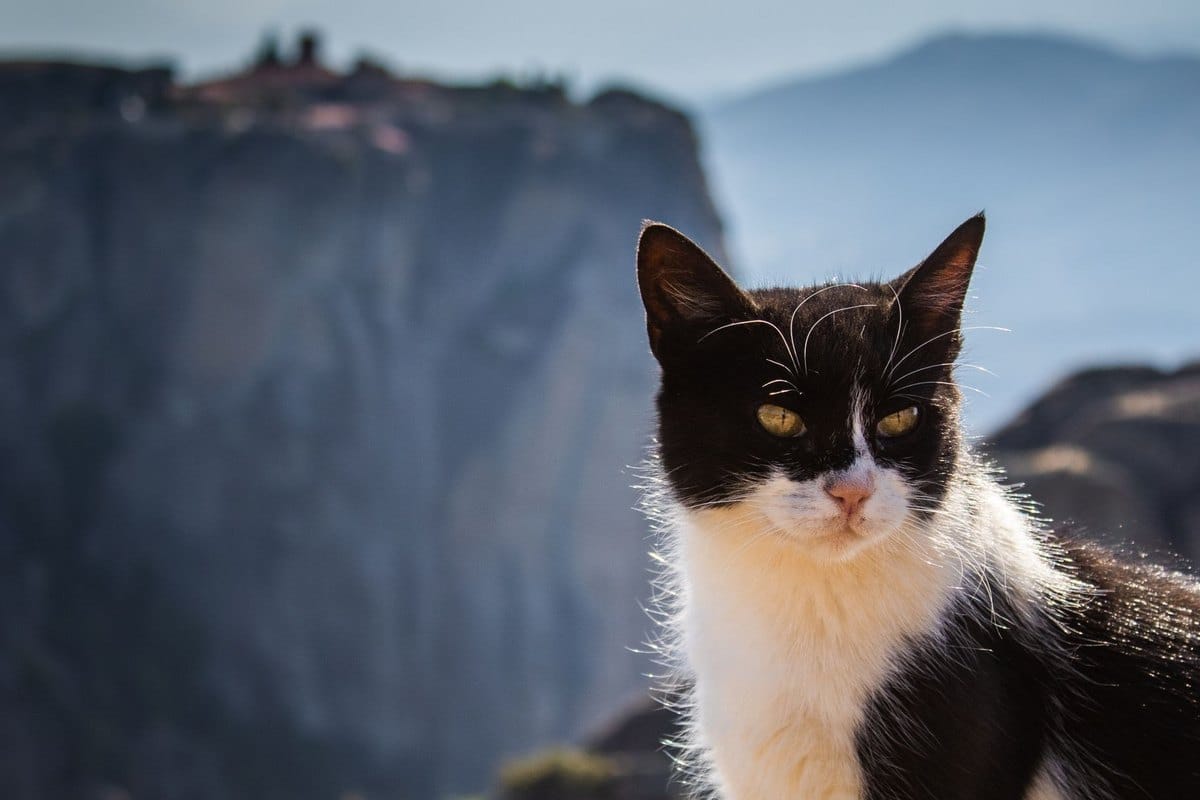 Mit der Katze in den Urlaub: ja oder nein? – go4vet