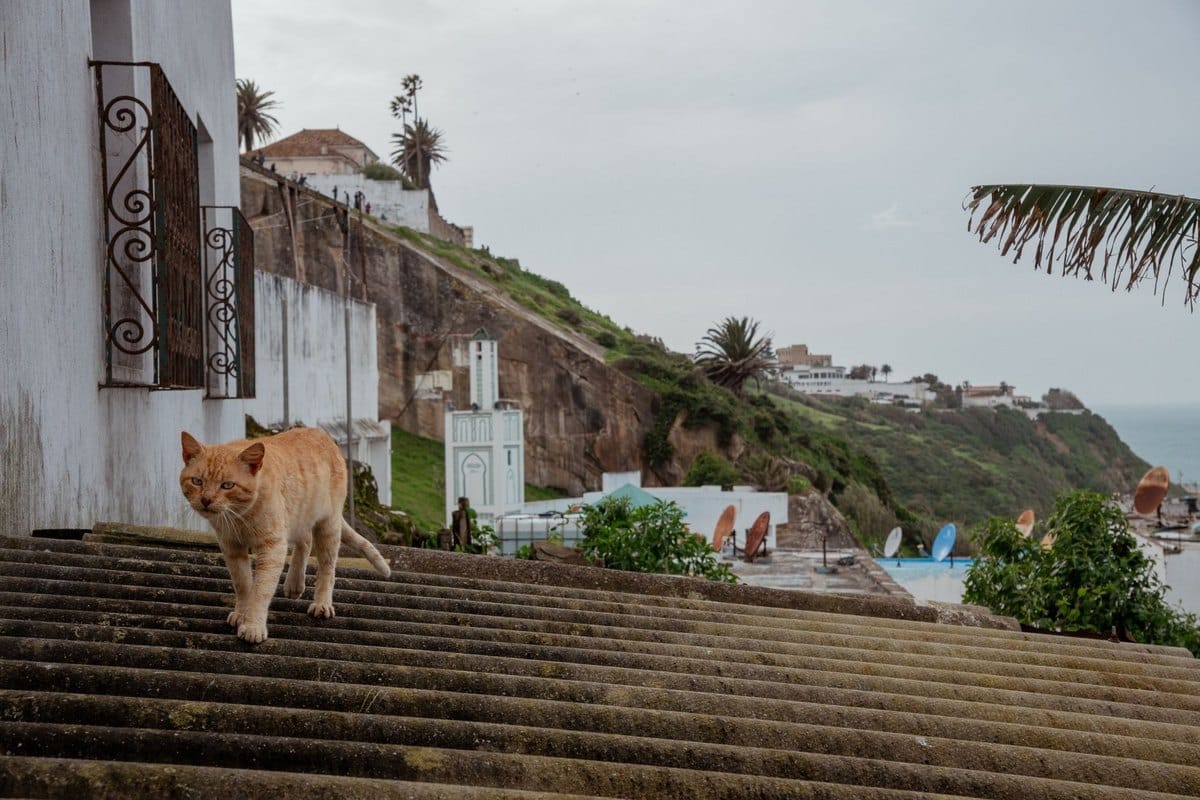 Mit der Katze in den Urlaub: ja oder nein? – go4vet