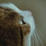 Revierkampf bei Katzen: Was tun, wenn deine Katze kämpft?