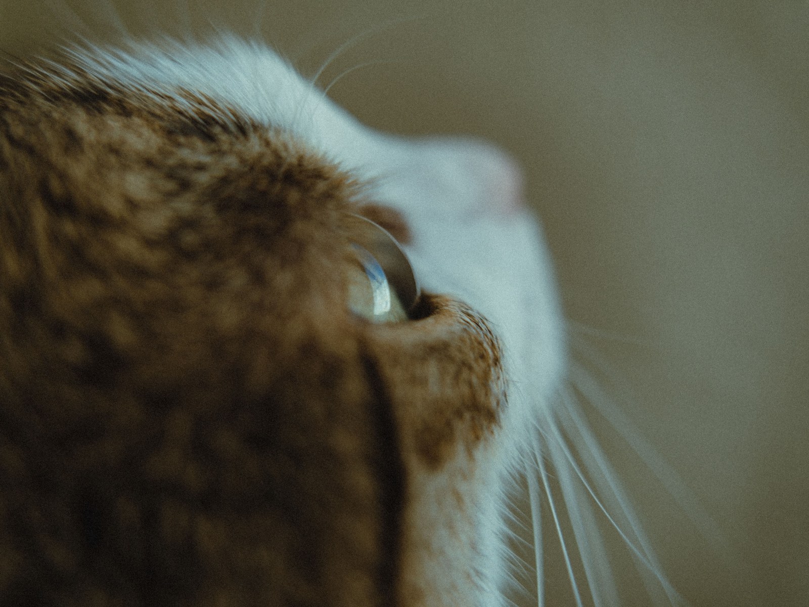 Revierkampf bei Katzen: Was tun, wenn deine Katze kämpft?