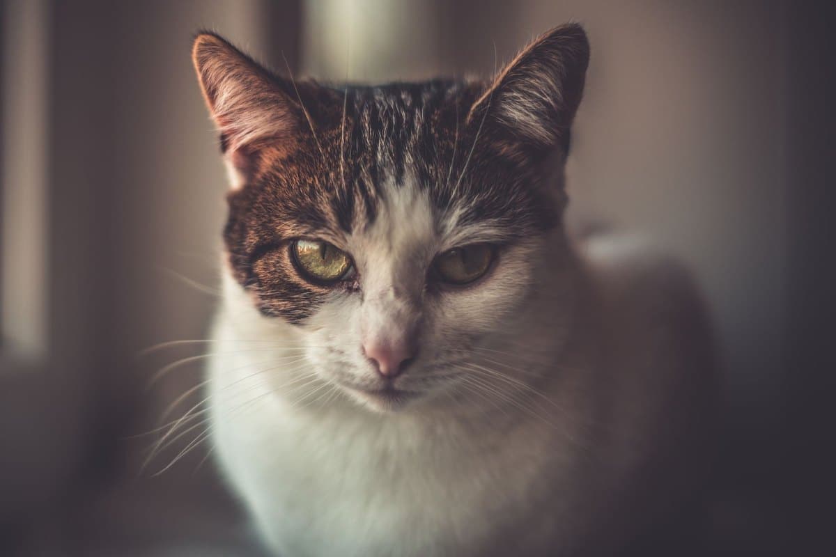 Revierkampf bei Katzen: Was tun, wenn deine Katze kämpft? – go4vet