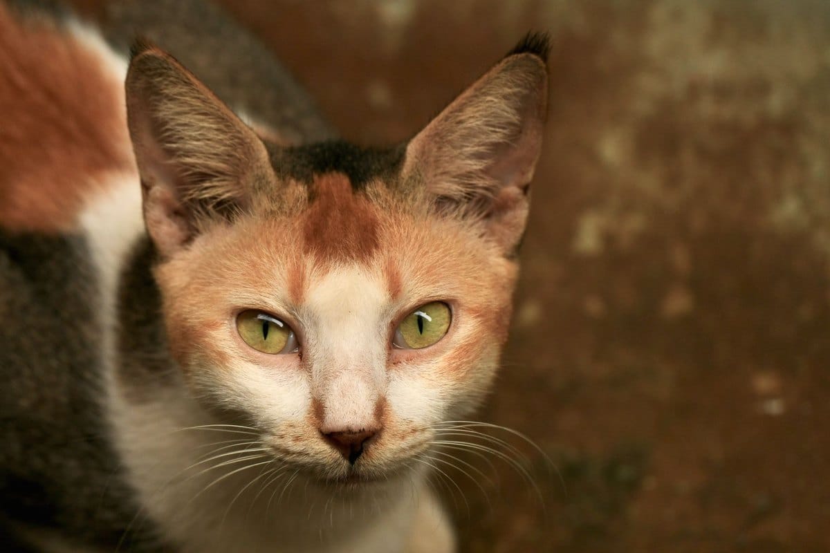 Revierkampf bei Katzen: Was tun, wenn deine Katze kämpft? – go4vet