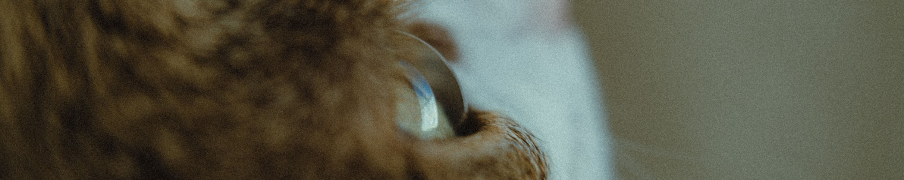 Revierkampf bei Katzen: Was tun, wenn deine Katze kämpft?