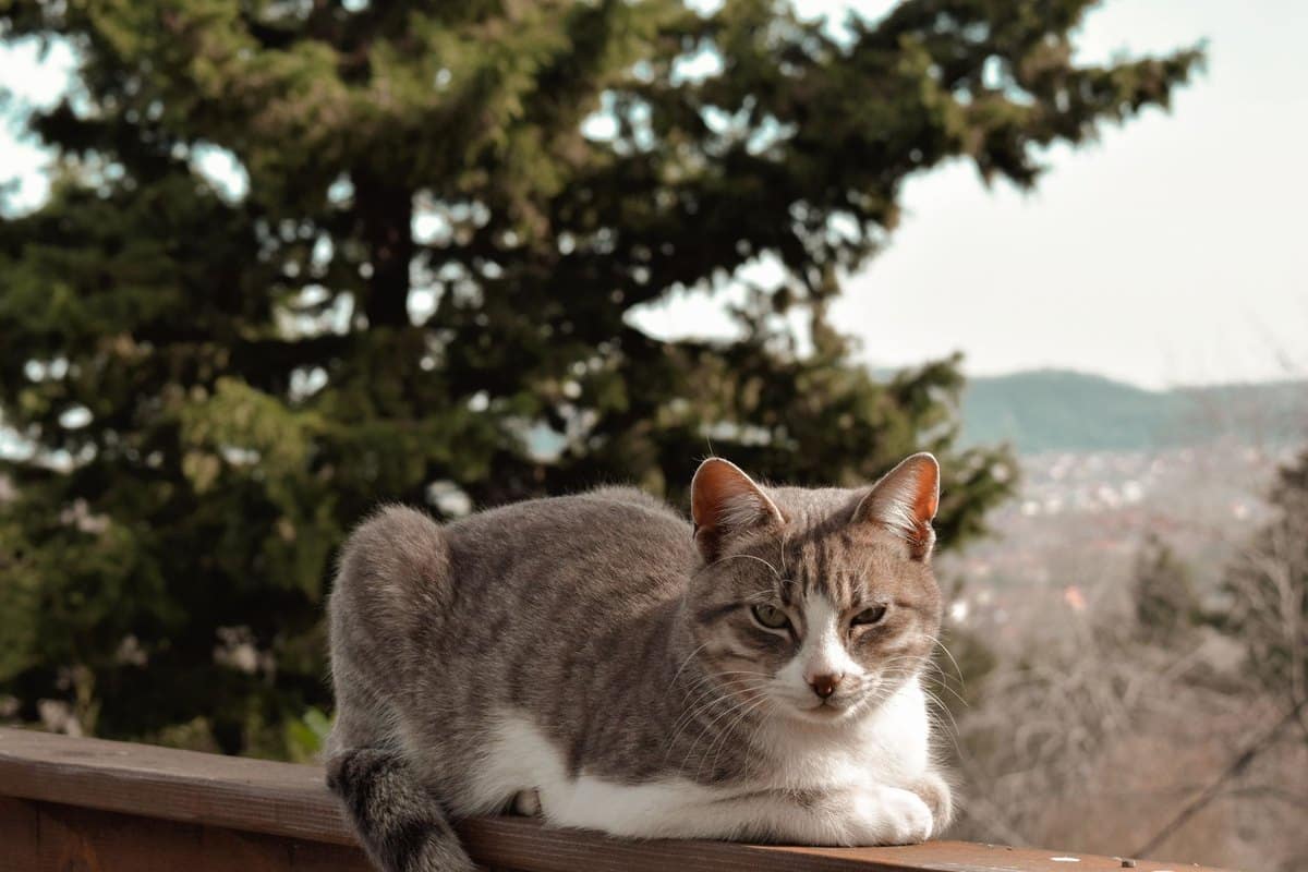 Katze schielt – go4vet