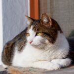 Katze schnarcht