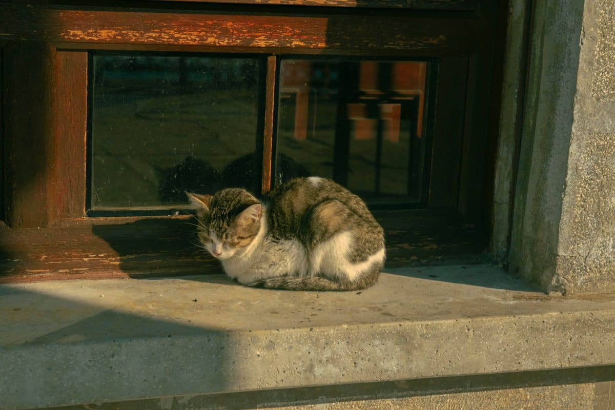 Katze schnarcht – go4vet