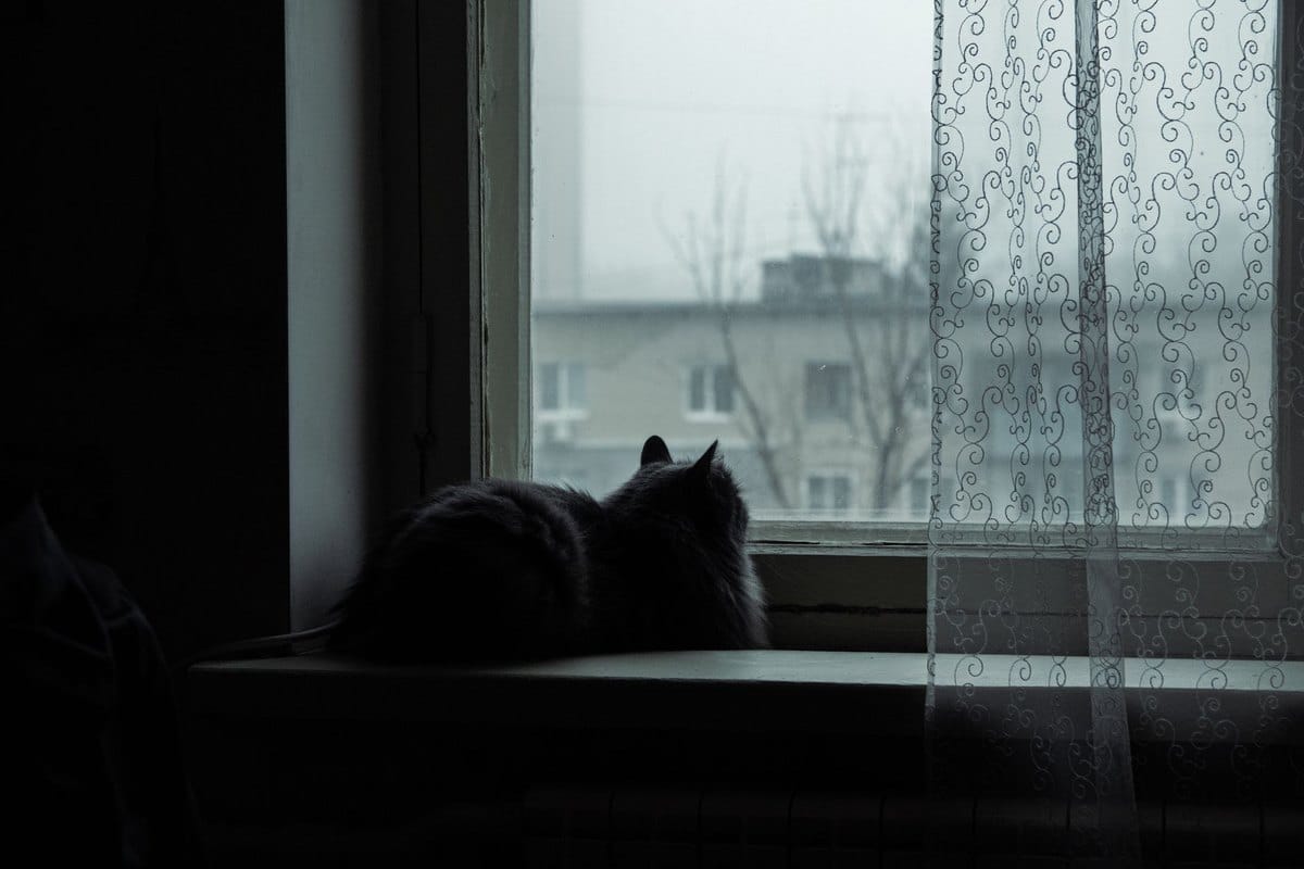 Katze schnarcht – go4vet