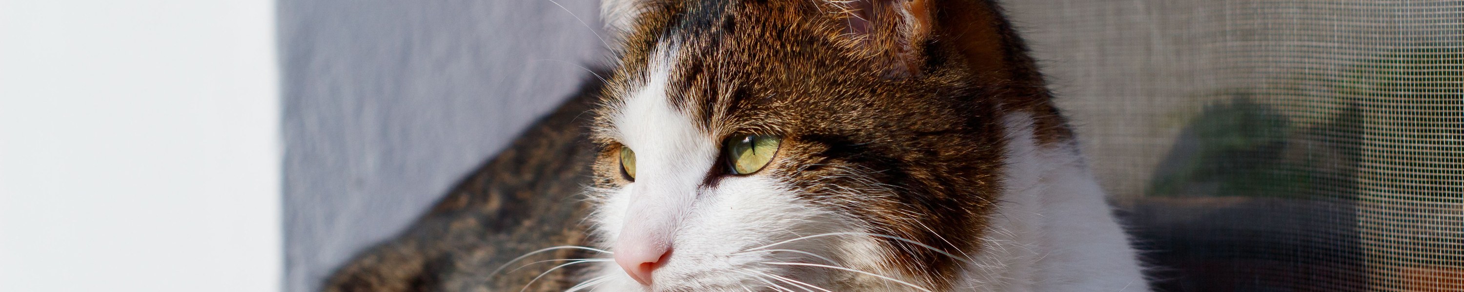 Katze schnarcht