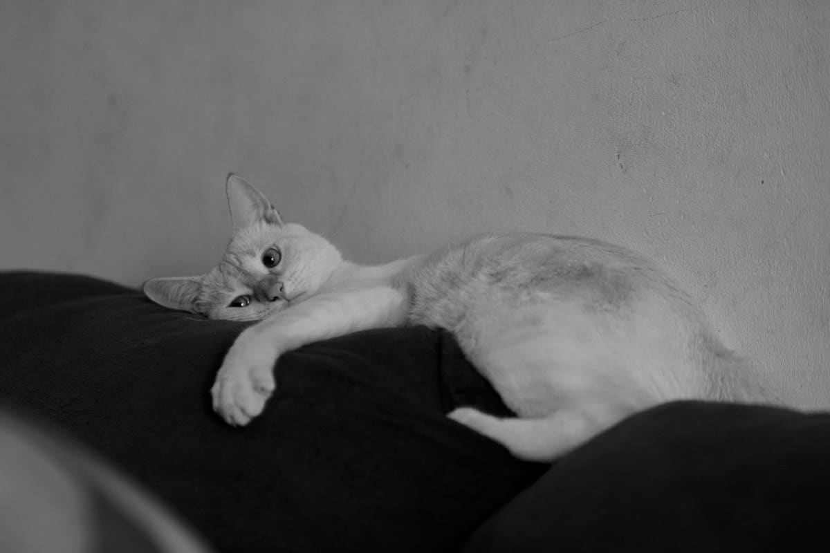 Katze sieht schlecht – go4vet