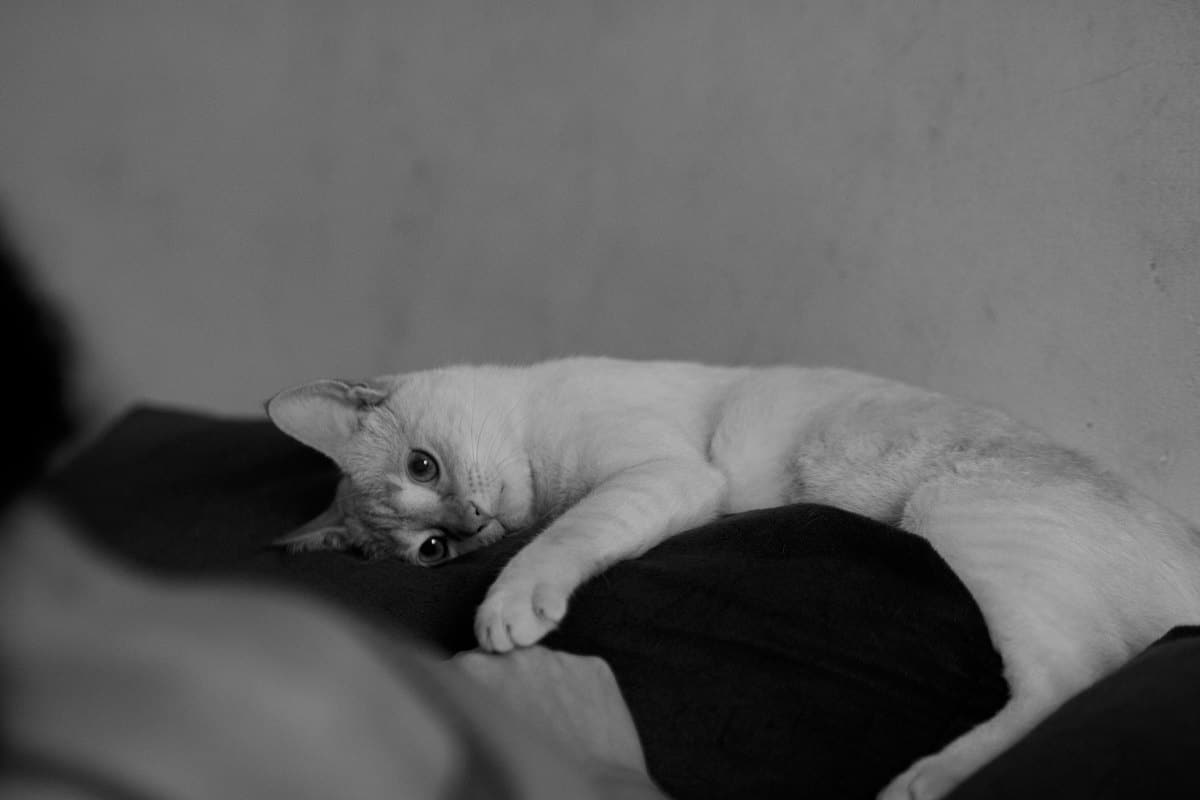 Katze sieht schlecht – go4vet
