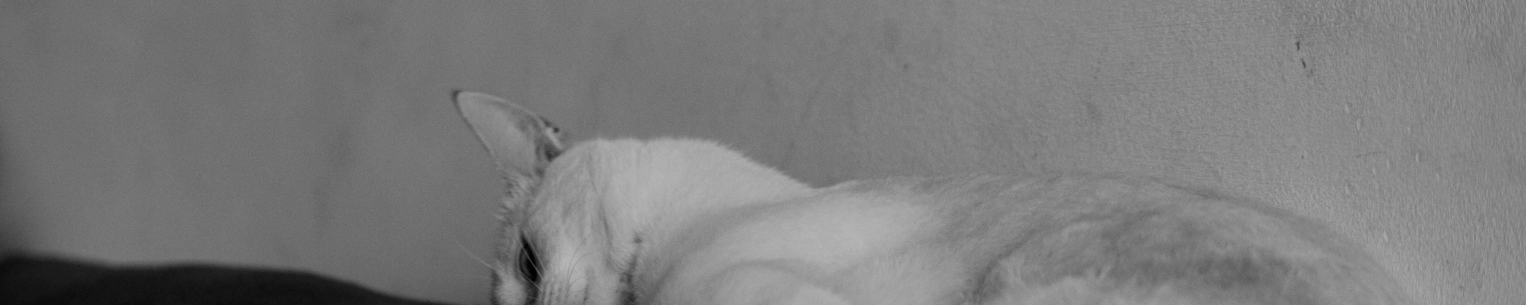 Katze sieht schlecht