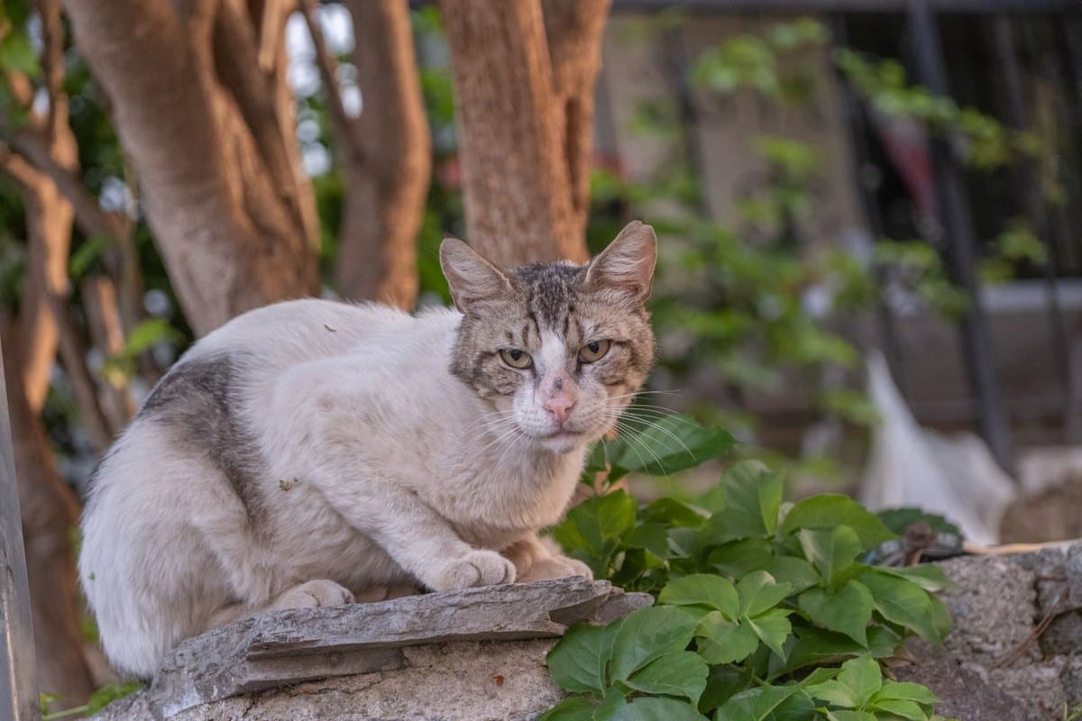 Katze Skelett – go4vet