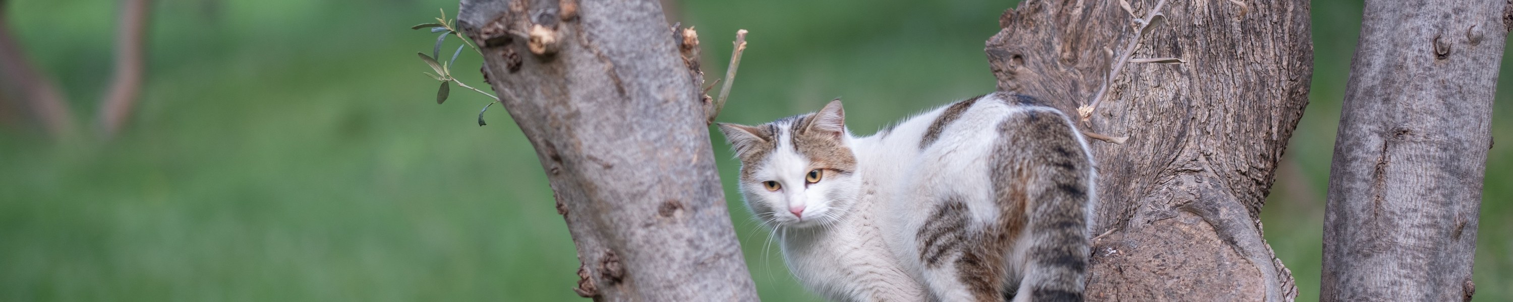 Katze Skelett