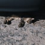 Katze im Sommer: Hitze sicher meistern