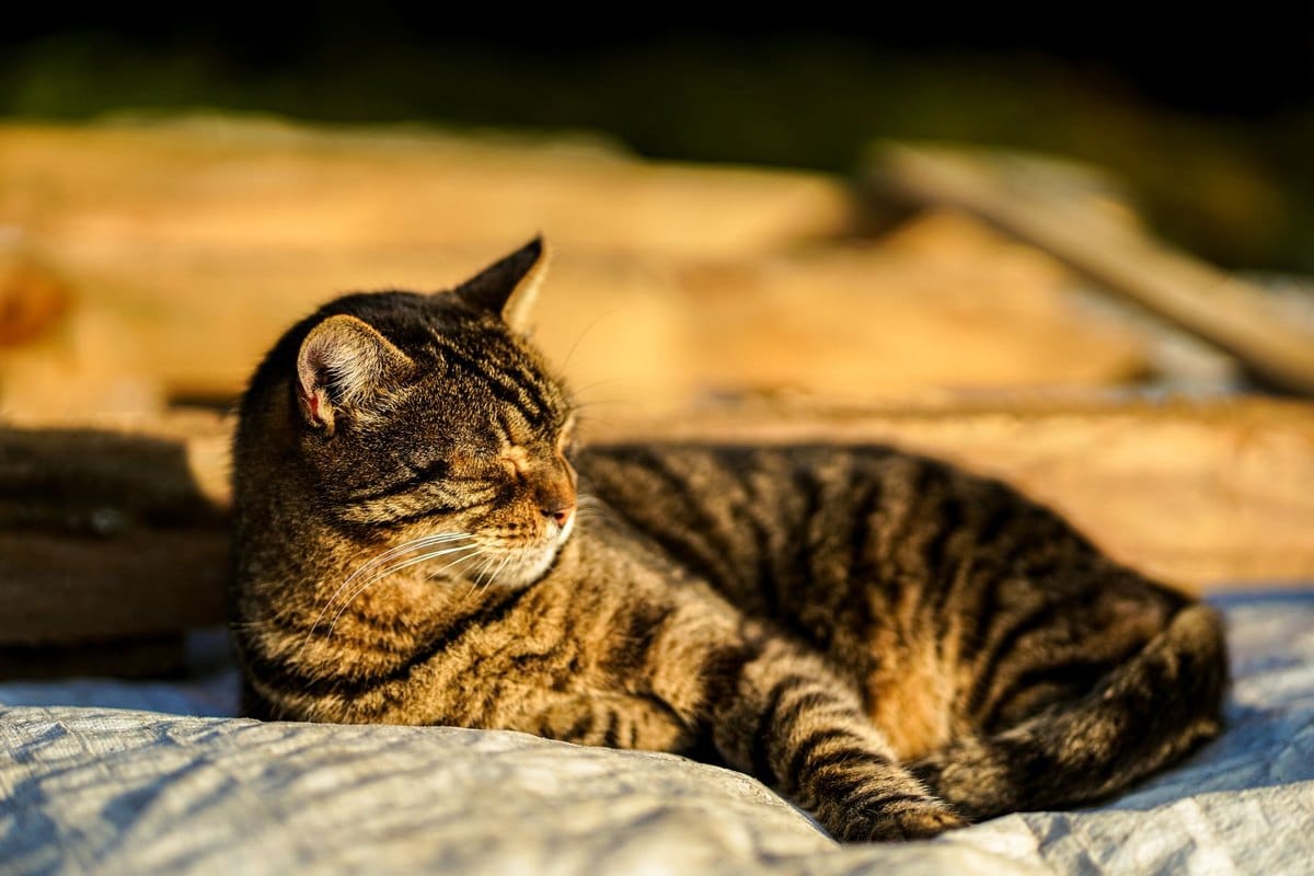 Katze im Sommer: Hitze sicher meistern – go4vet