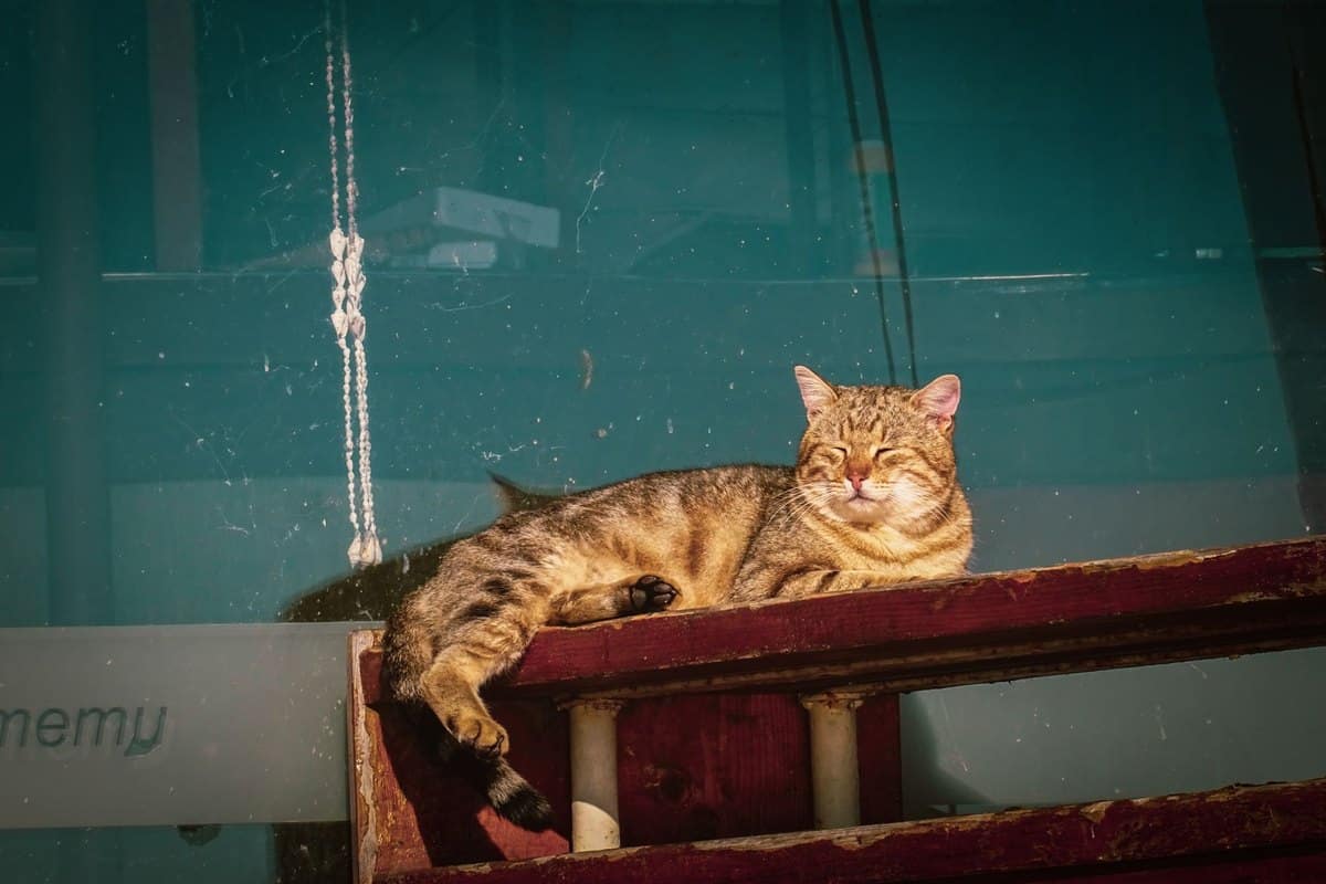Katze im Sommer: Hitze sicher meistern – go4vet