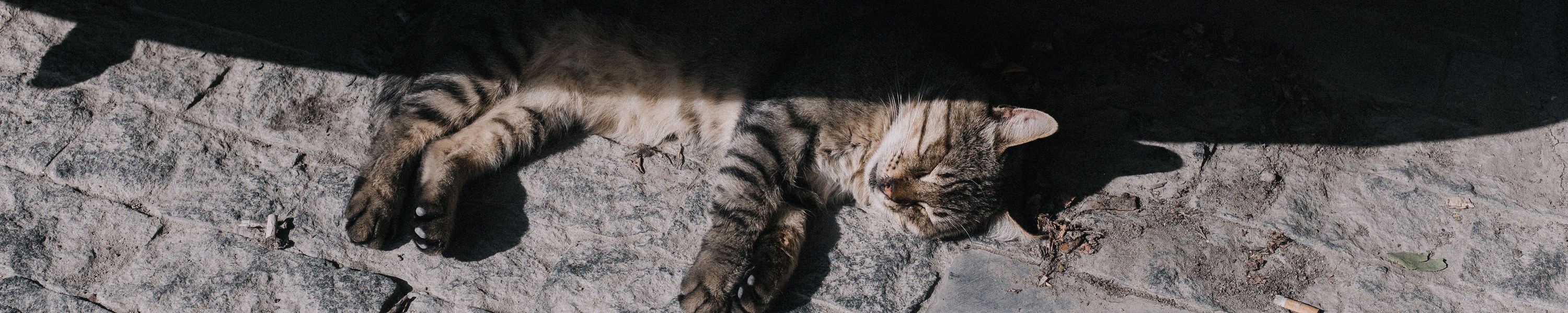 Katze im Sommer: Hitze sicher meistern