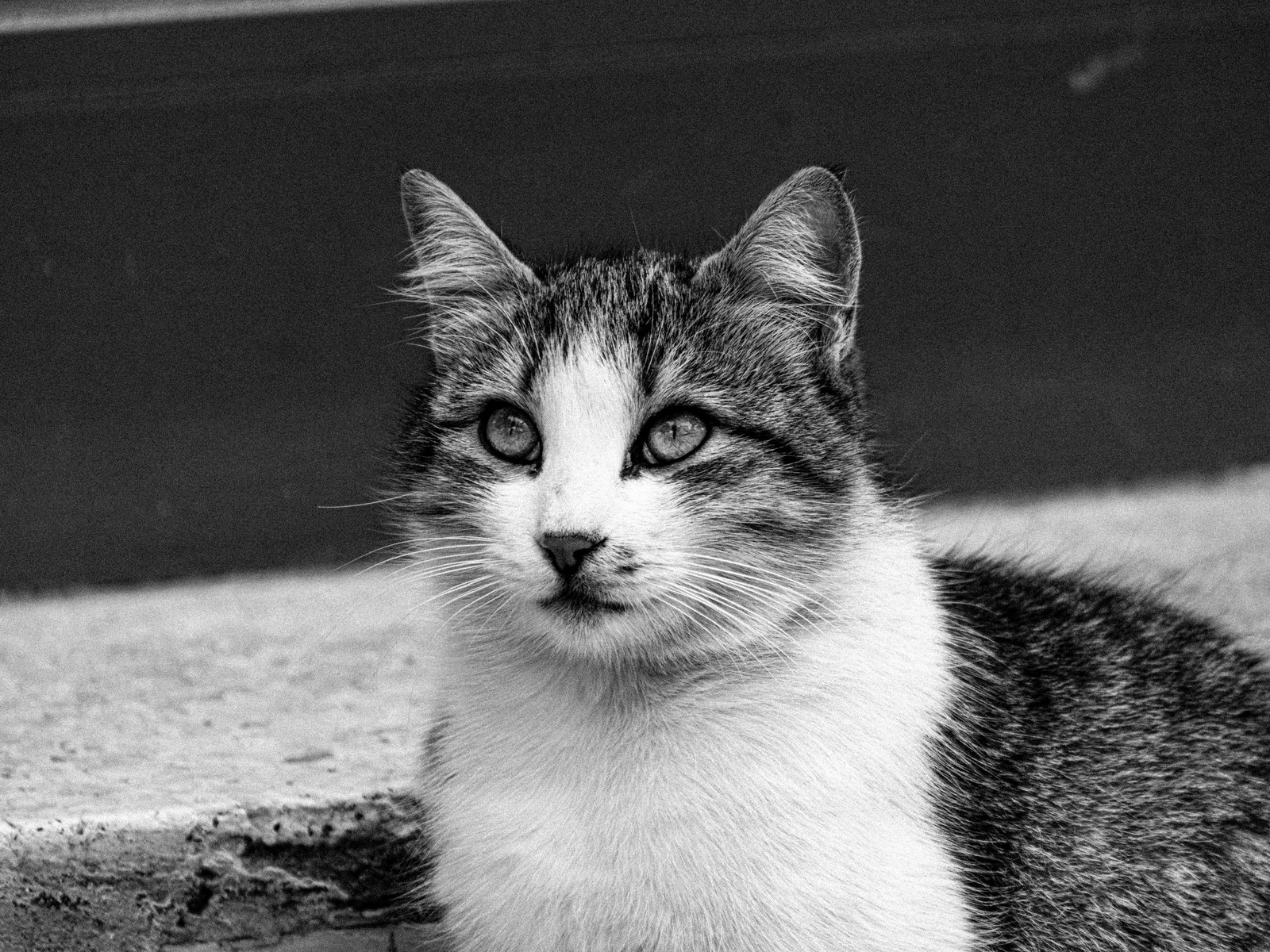 Unsauberkeit bei Katzen: 8 Ursachen und Lösungen