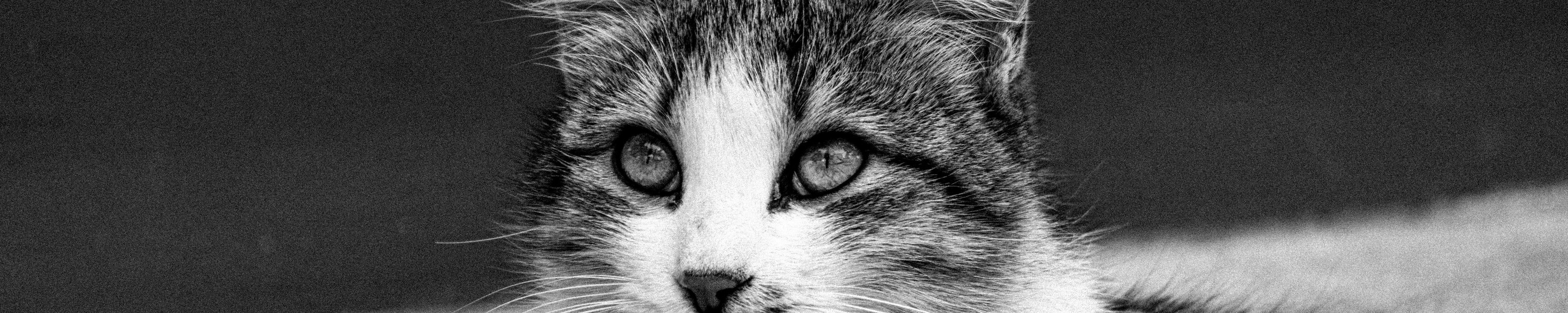Unsauberkeit bei Katzen: 8 Ursachen und Lösungen
