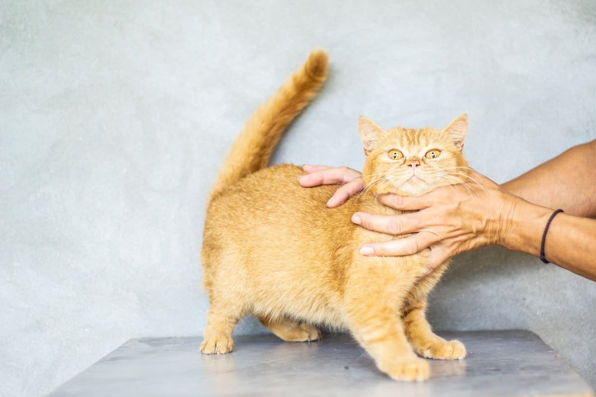 Katze will nicht raus – go4vet