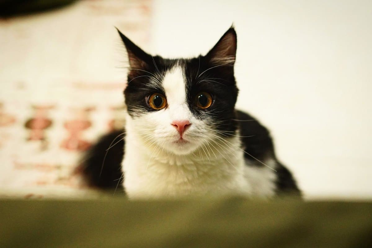 Katze will nicht raus – go4vet