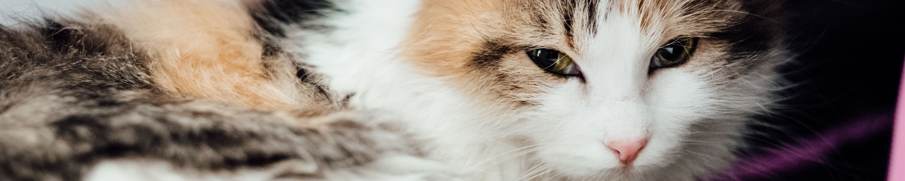 Katze will nicht raus
