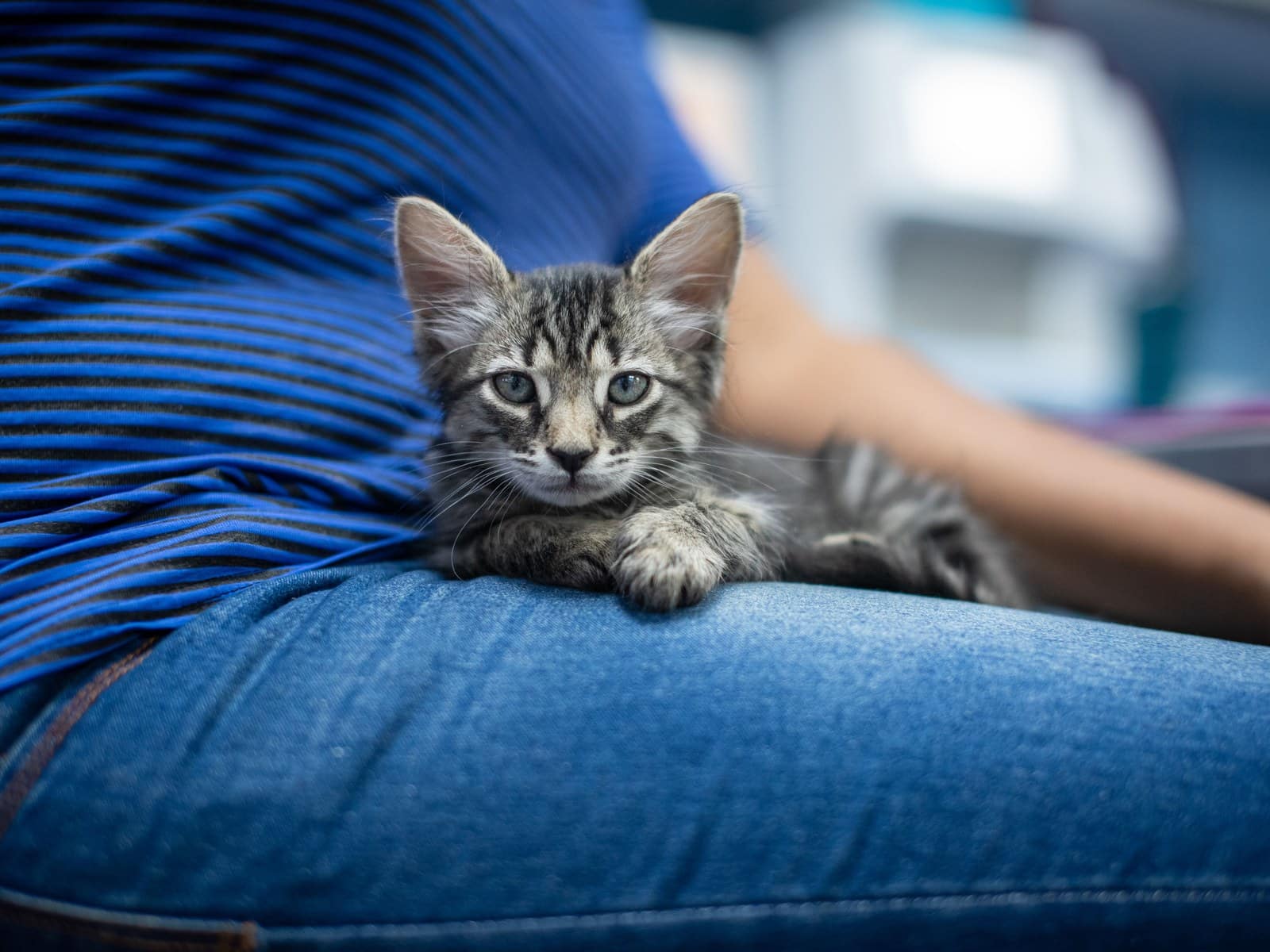 Katze zur Kuschelkatze erziehen