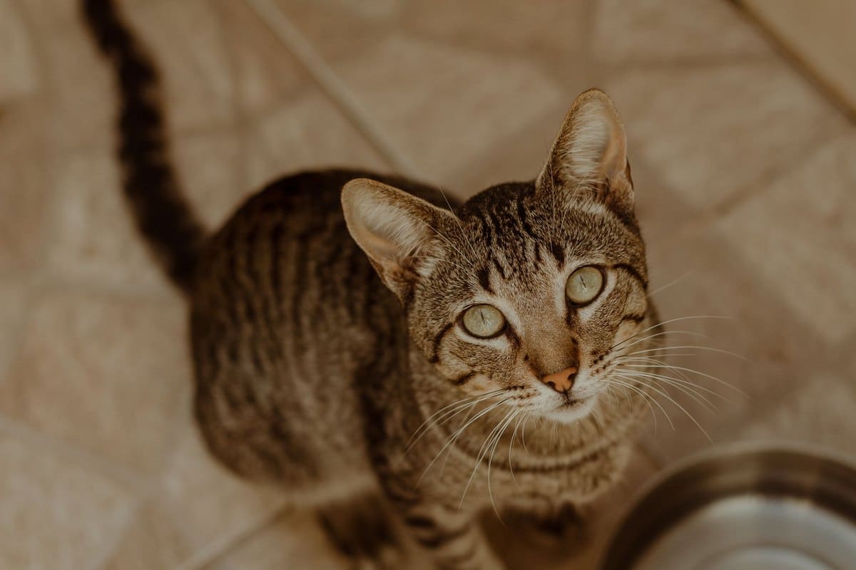 Katzen Trockenfutter einweichen – go4vet