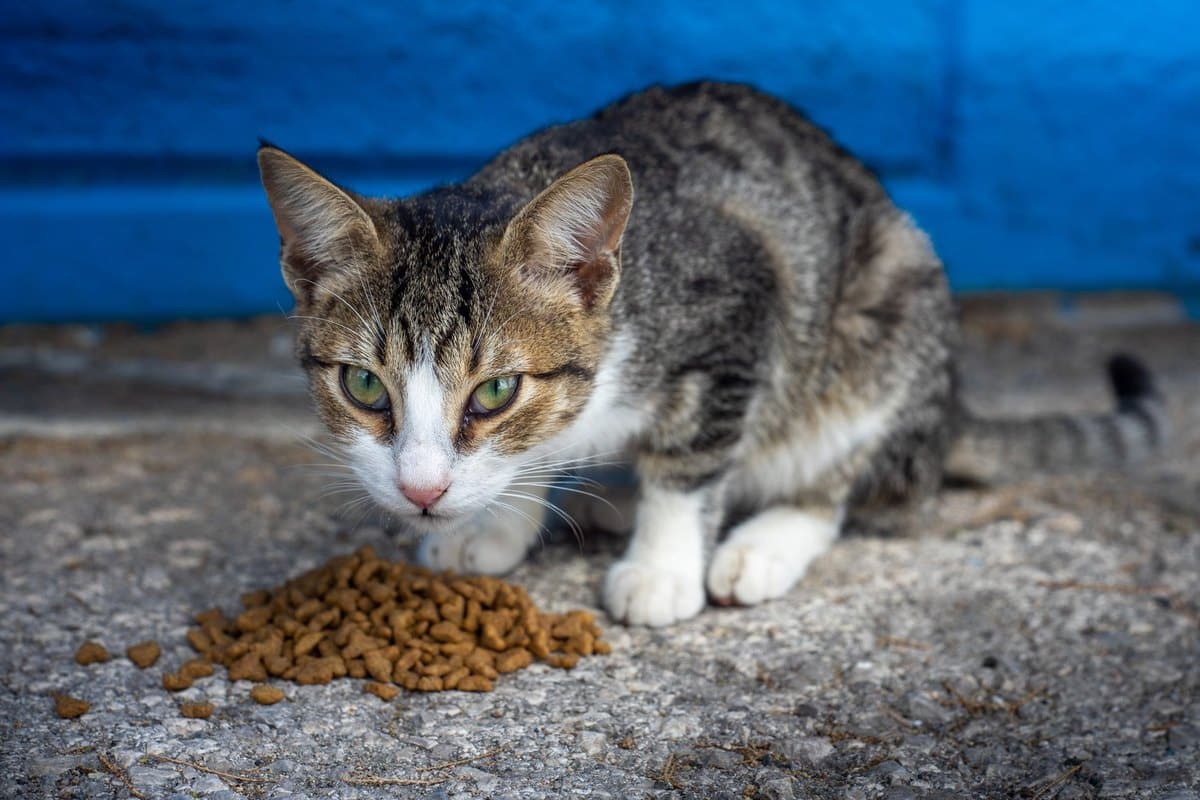 Katzen Trockenfutter einweichen – go4vet