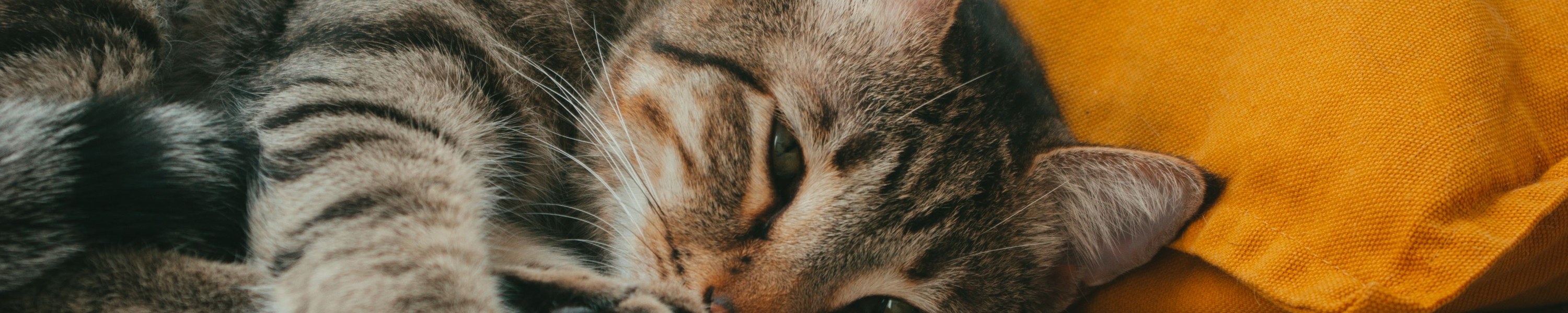 Katzenakne