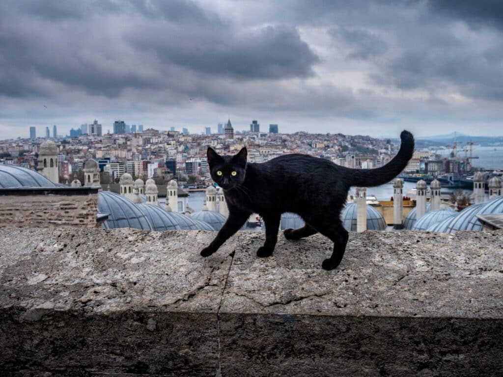 Katzenbetreuung im Urlaub organisieren