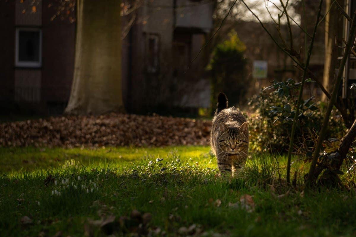 Katzenbetreuung im Urlaub organisieren – go4vet