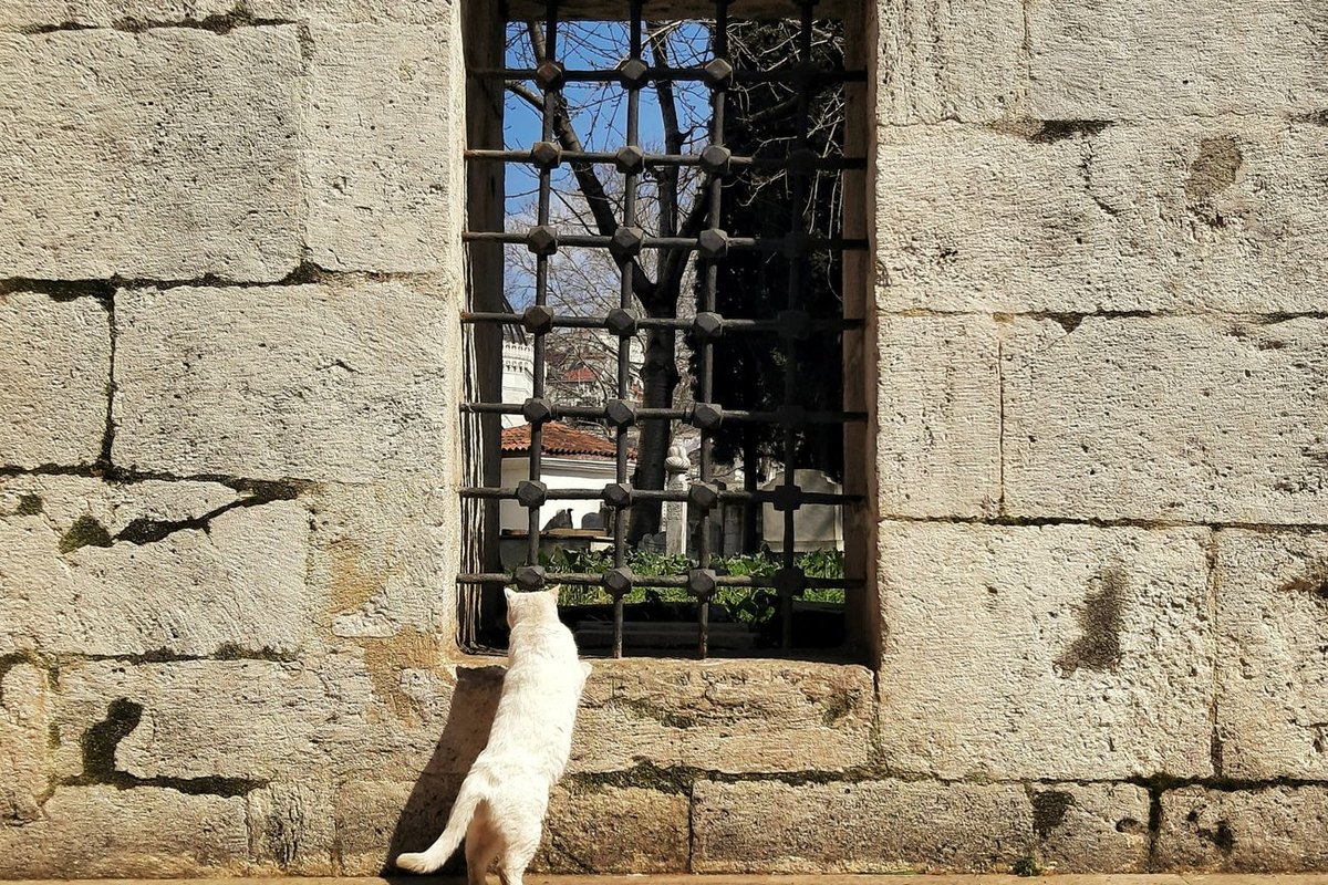 Katzenbetreuung im Urlaub organisieren – go4vet