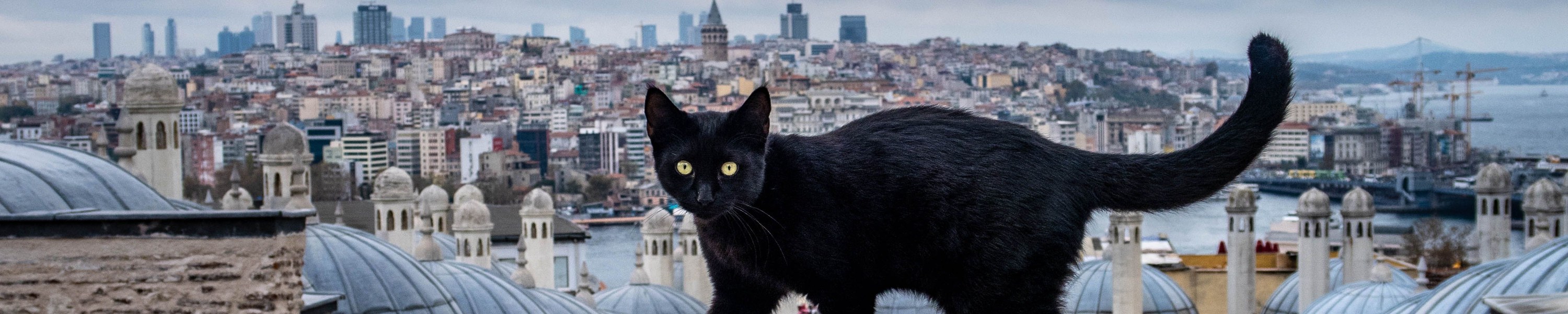 Katzenbetreuung im Urlaub organisieren