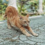 Katzenbuckel Bedeutung