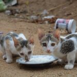 Katzenfutter: So findest du das Richtige