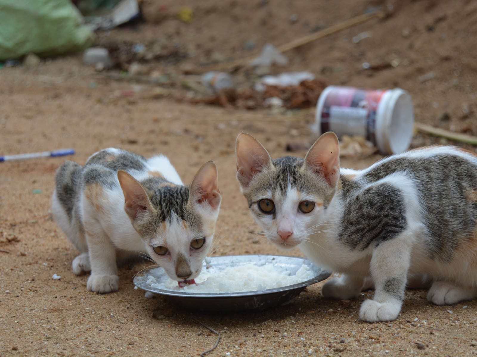 Katzenfutter: So findest du das Richtige