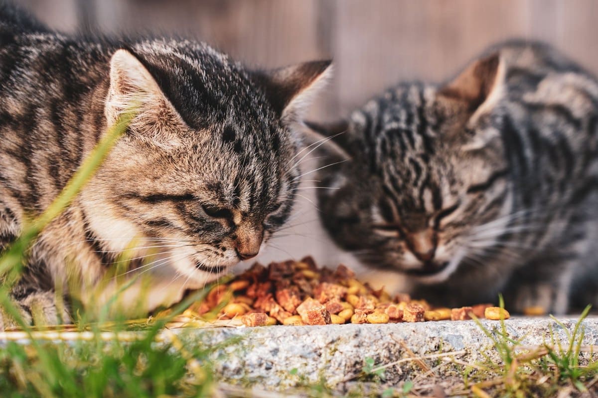Katzenfutter: So findest du das Richtige – go4vet