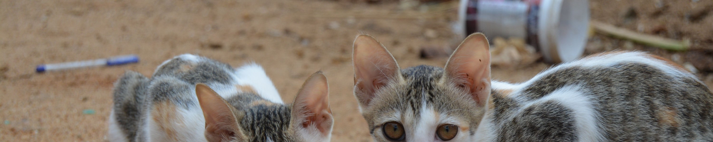 Katzenfutter: So findest du das Richtige