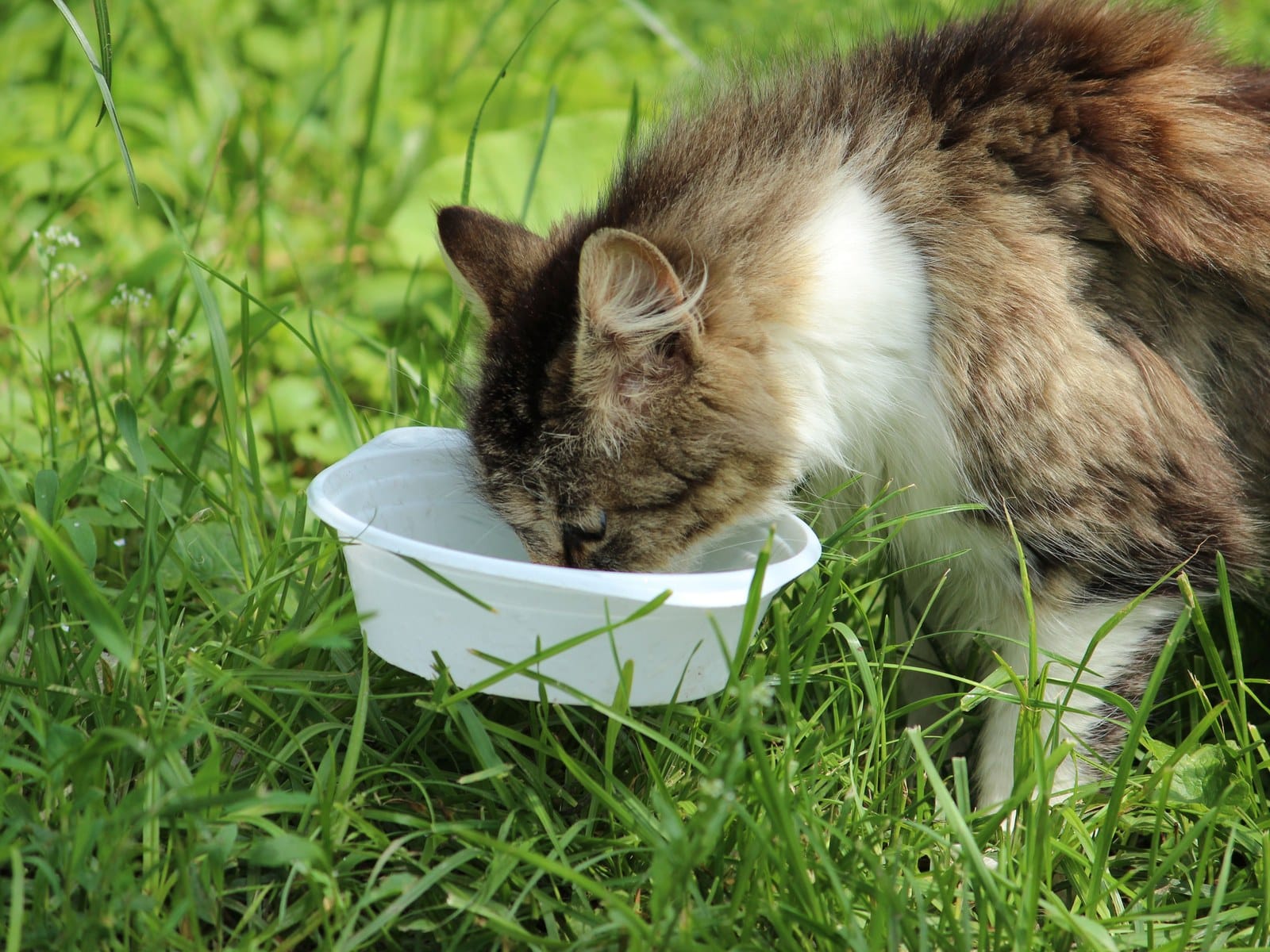 Katzengras und ungiftige Pflanzen für die Wohnung