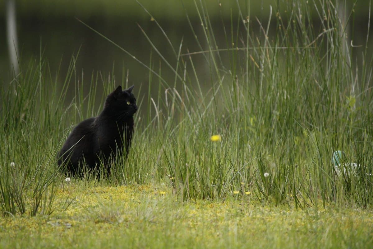 Katzenjahre in Menschenjahre umrechnen – go4vet