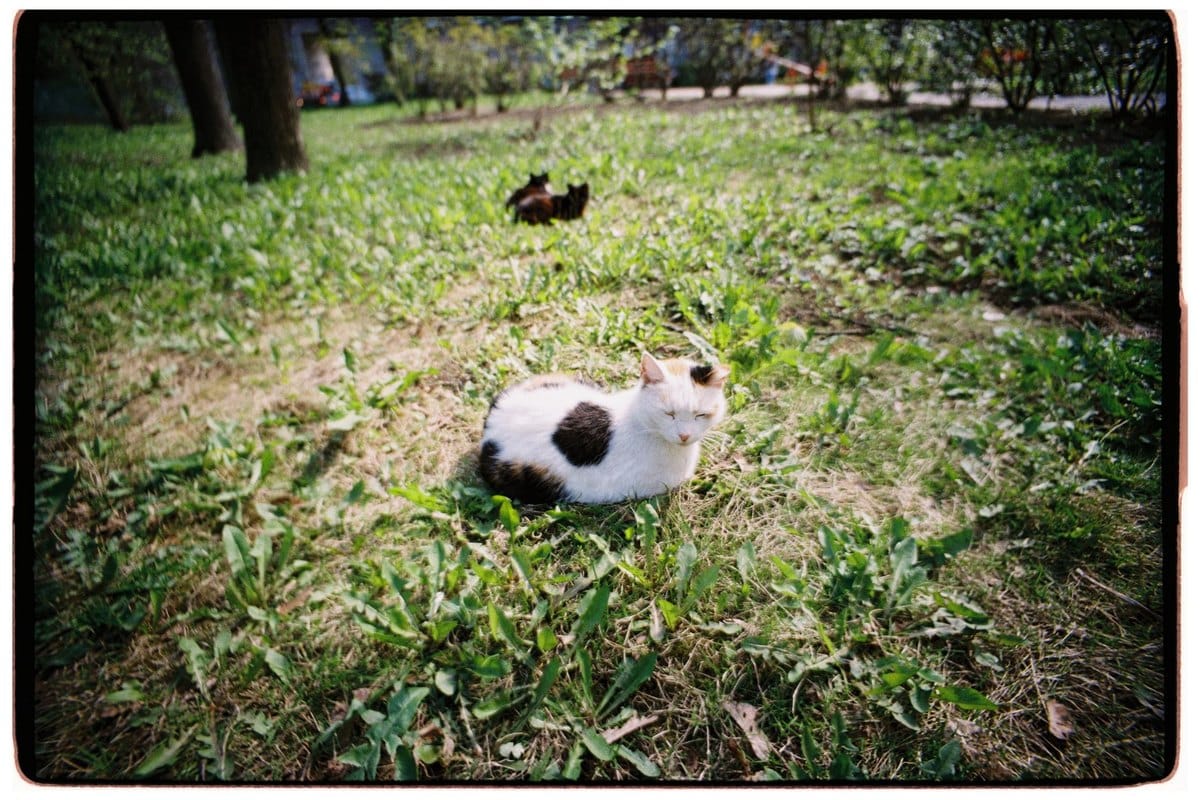 Katzenjahre in Menschenjahre umrechnen – go4vet