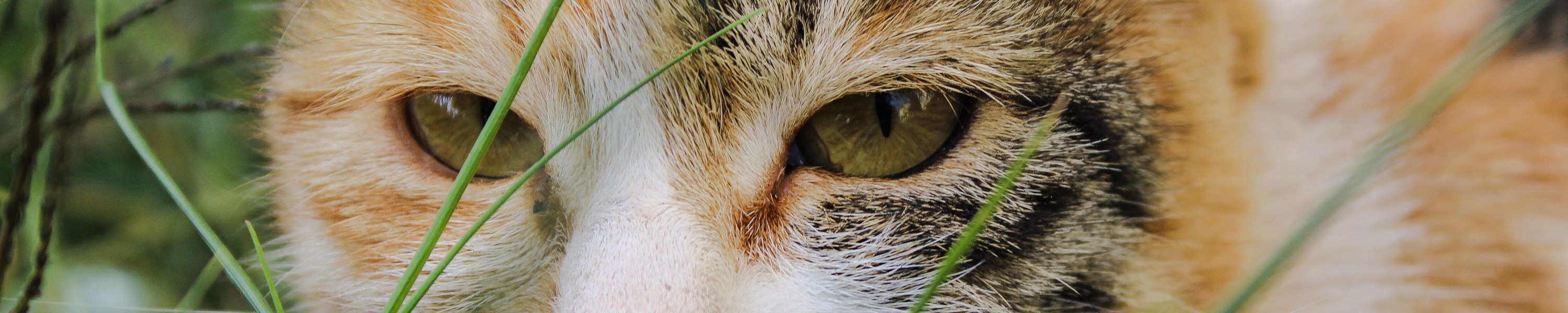 Katzenjahre in Menschenjahre umrechnen