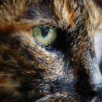 Katzenkekse backen: Rezepte und Tipps