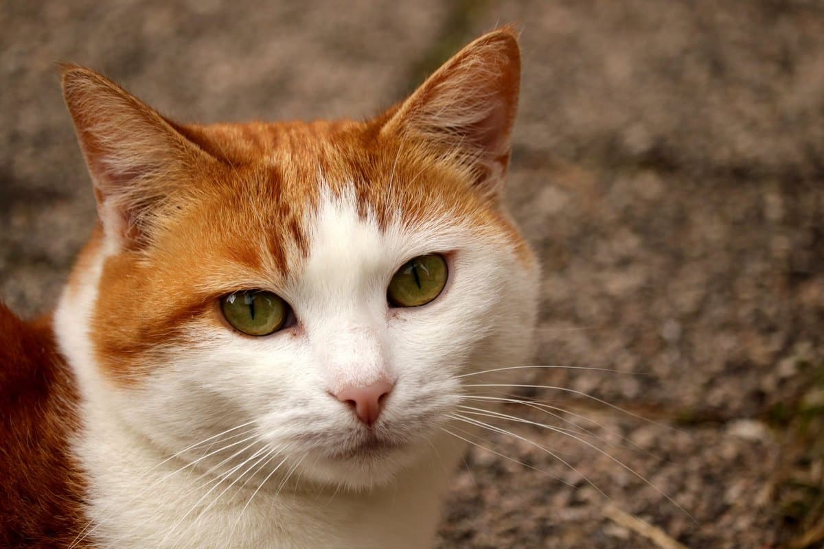 Katzenkekse backen: Rezepte und Tipps – go4vet