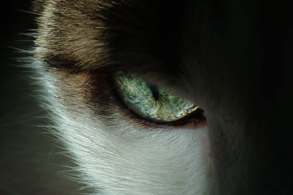 Katzenkekse backen: Rezepte und Tipps – go4vet