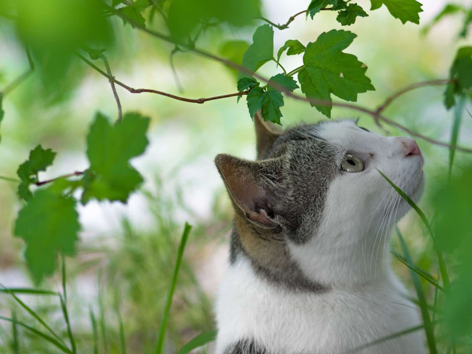 Katzenklo Ratgeber