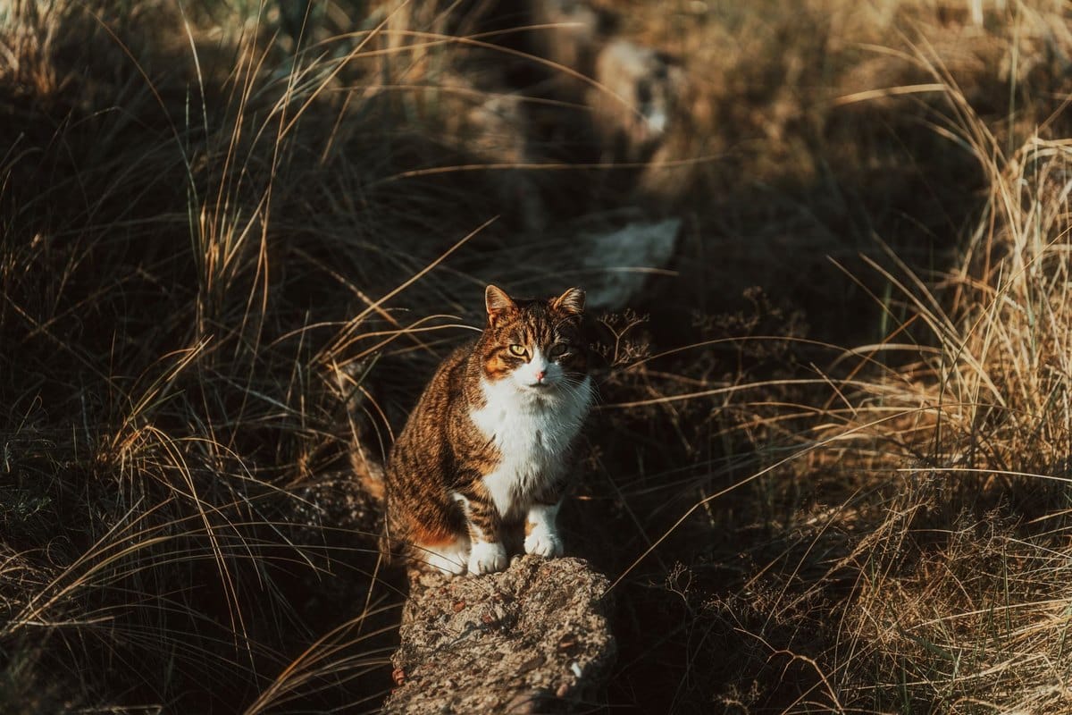 Katzenklo Ratgeber – go4vet
